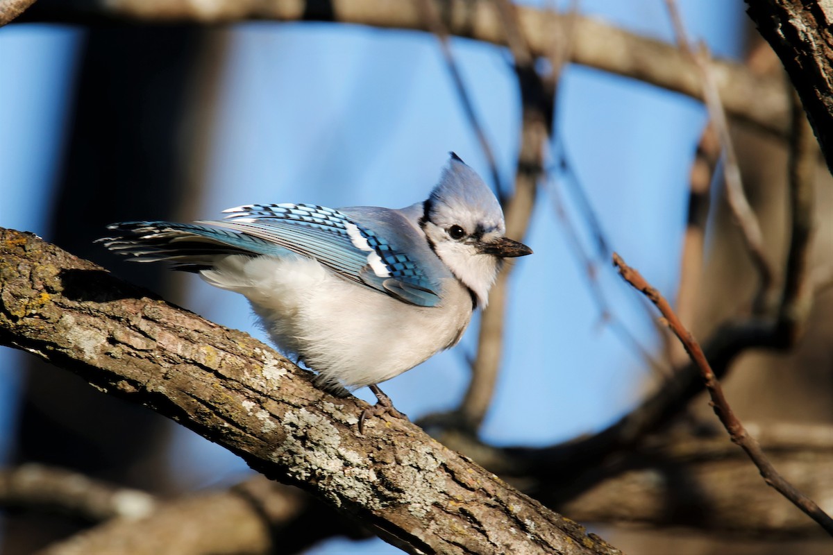 Blue Jay - ML284648631
