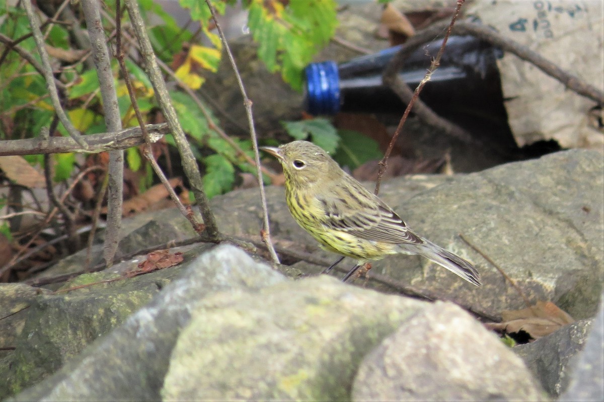 Kirtland's Warbler - ML284648751