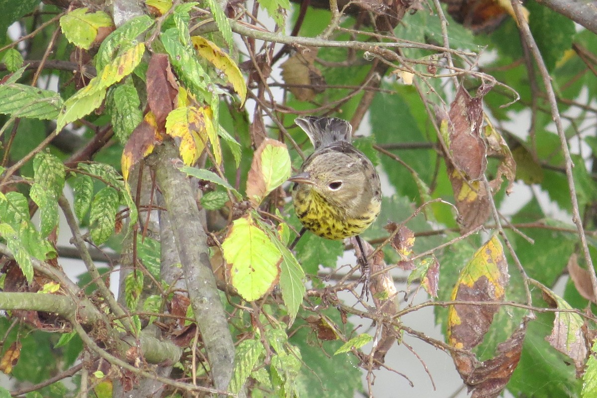 Kirtland's Warbler - ML284648761