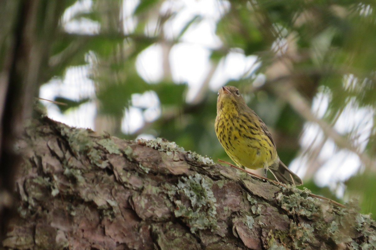 Kirtland's Warbler - ML284648791