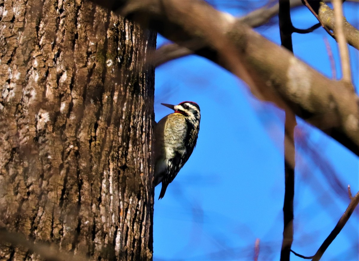 Yellow-bellied Sapsucker - ML284650421