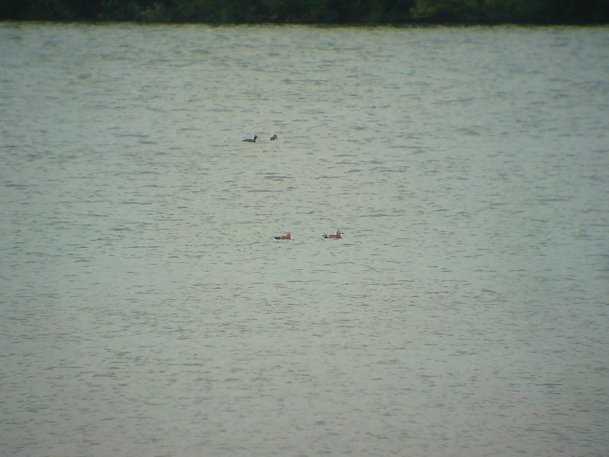 Ruddy Shelduck - Stephen Bailey