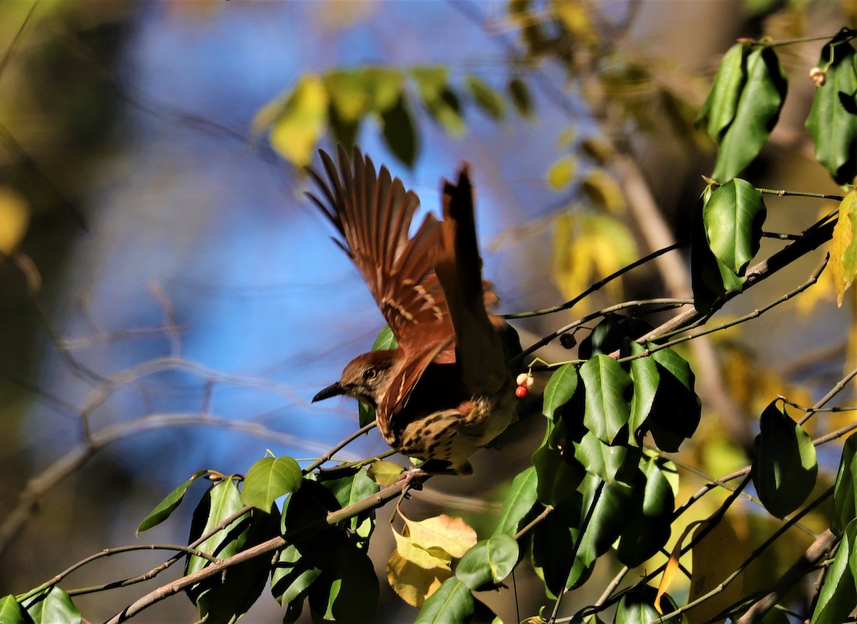 Brown Thrasher - ML284651271