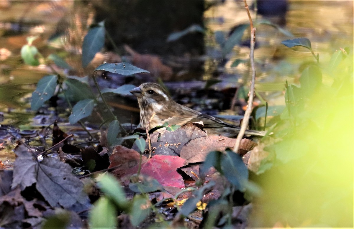 Purple Finch - ML284651401
