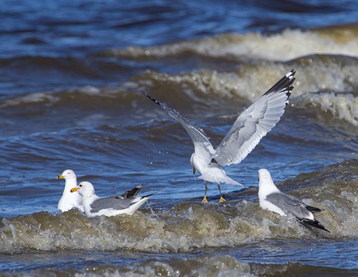 Gaviota Californiana - ML284651641