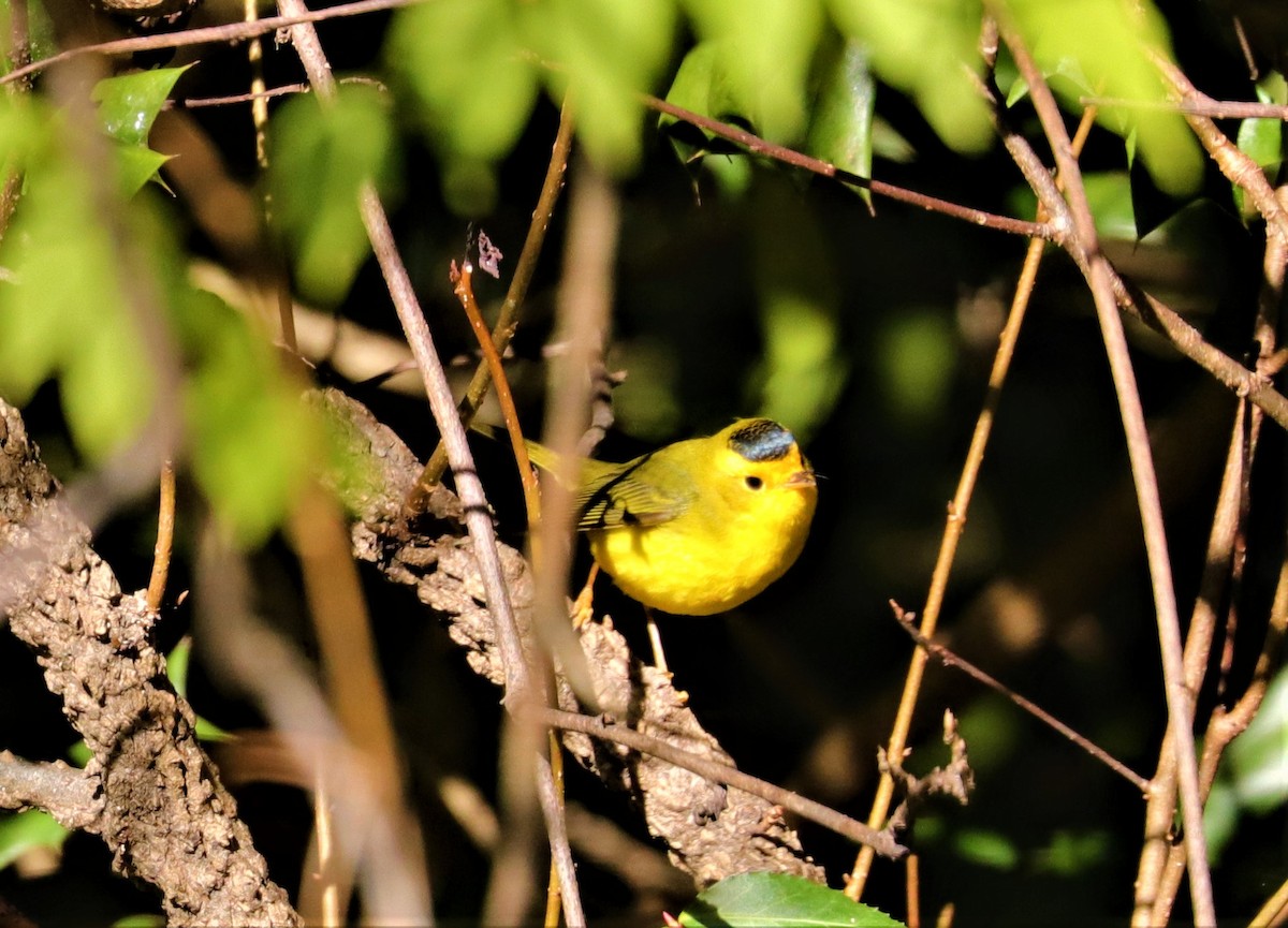 Wilson's Warbler - ML284651711