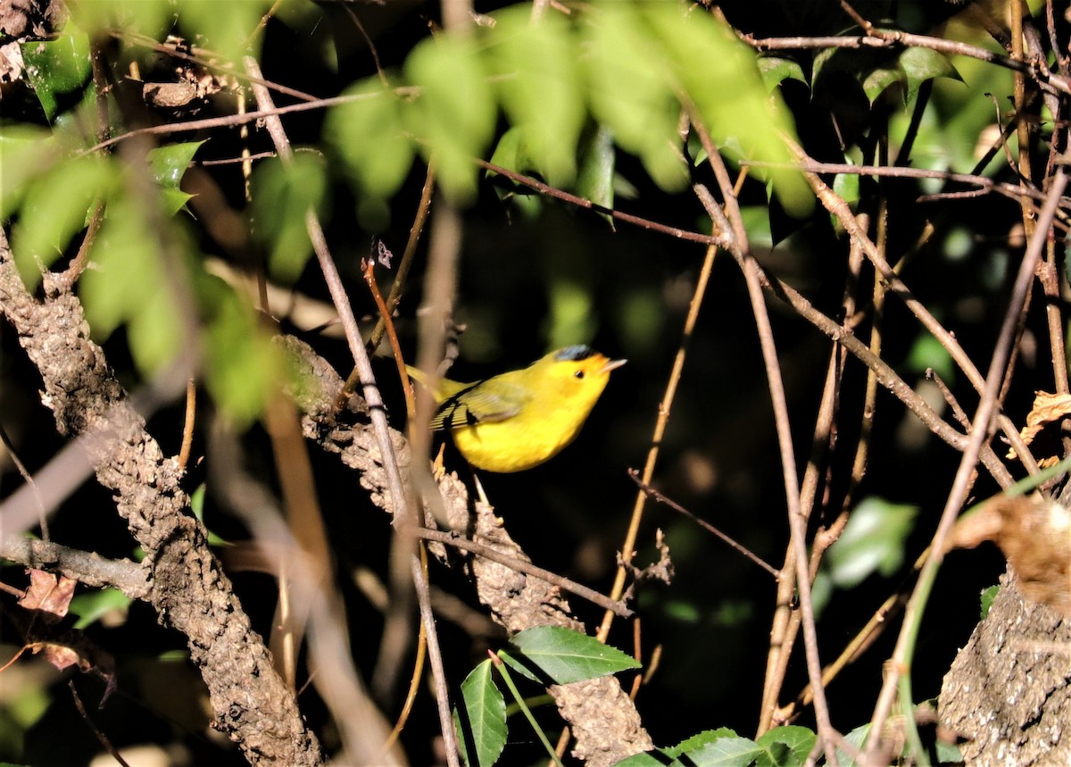 Wilson's Warbler - ML284651721