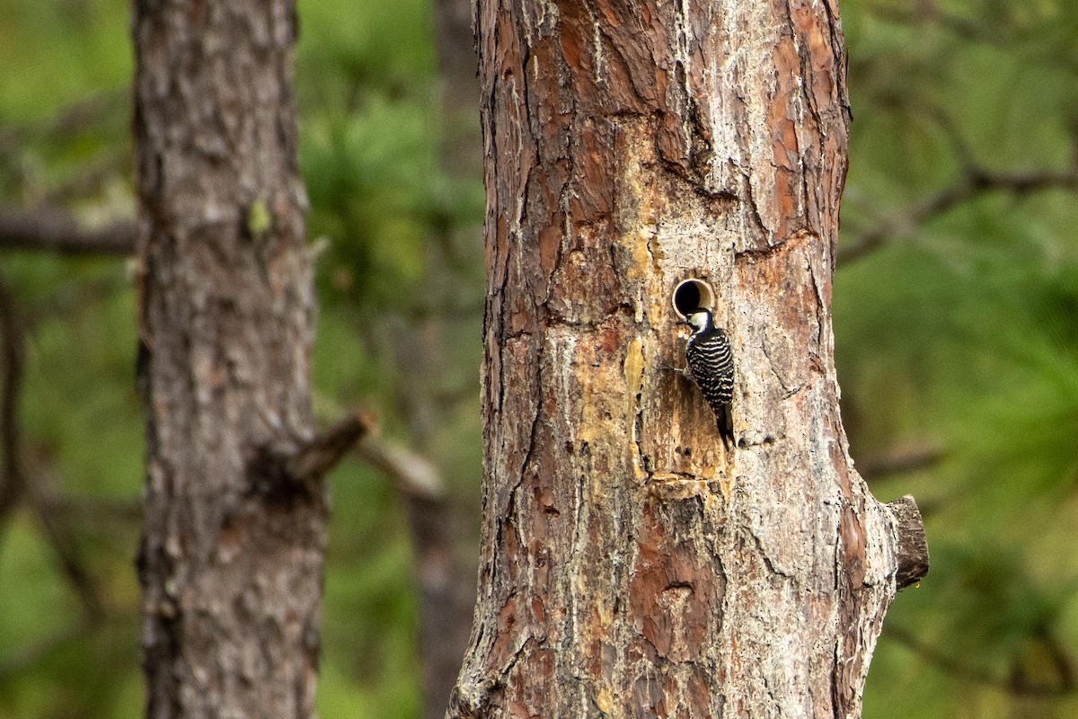 Red-cockaded Woodpecker - Court Harding