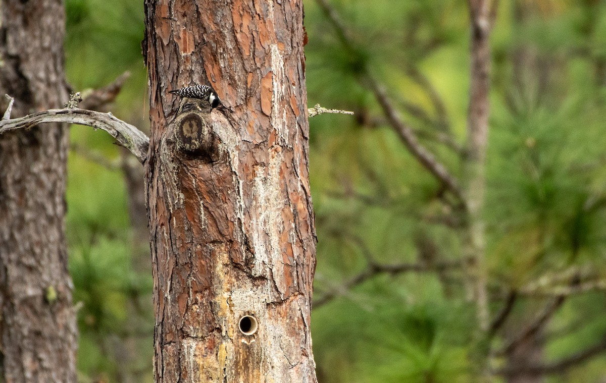 Red-cockaded Woodpecker - Court Harding