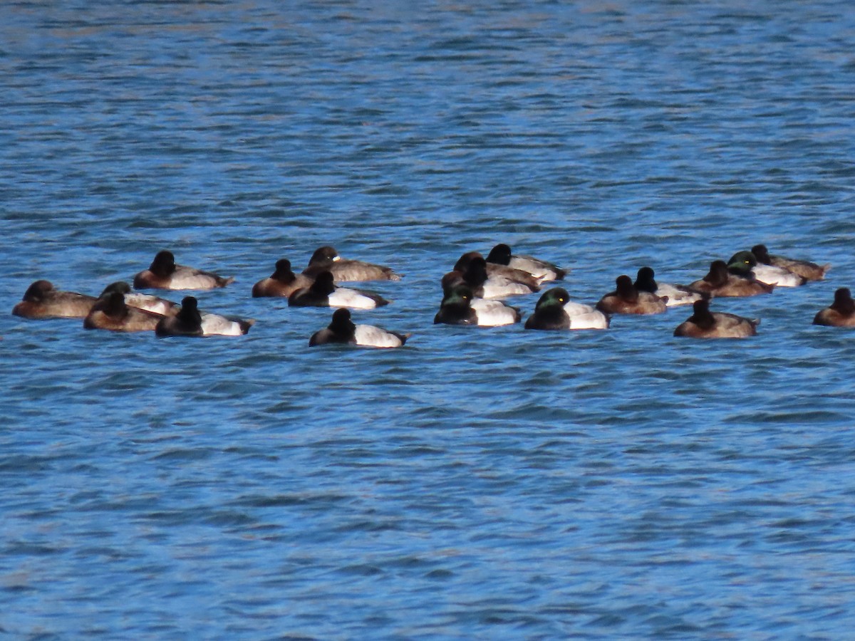 Greater/Lesser Scaup - ML284652091