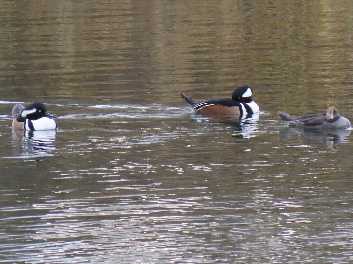 Hooded Merganser - ML284652121