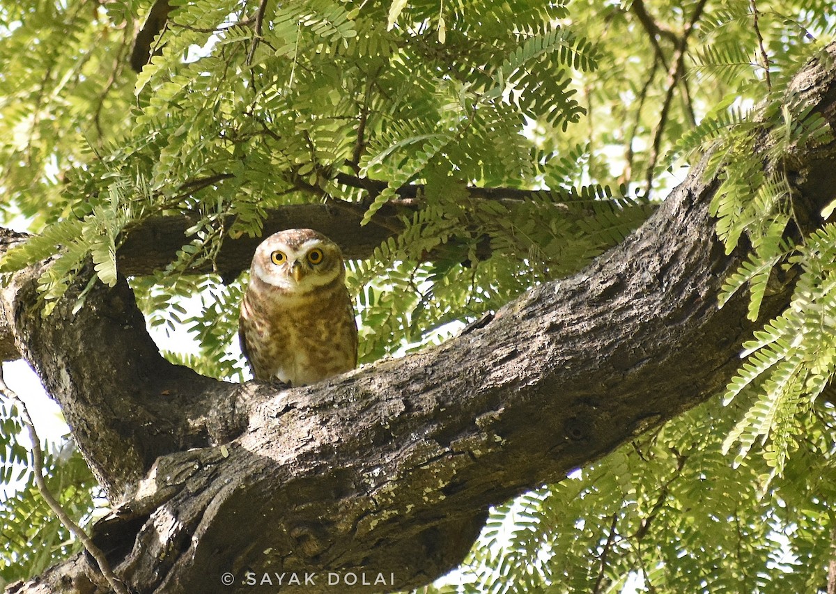 Spotted Owlet - Sayak Dolai