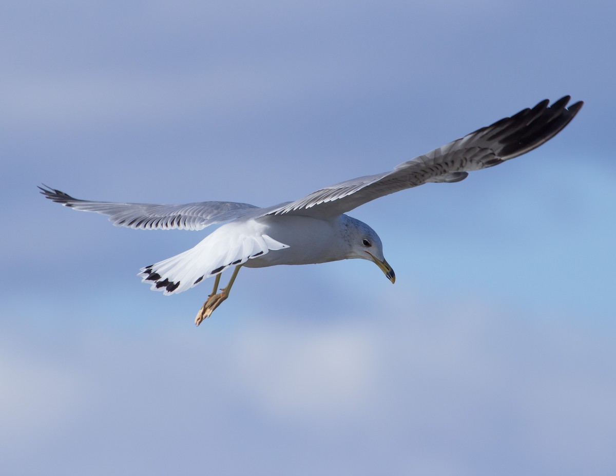 Ring-billed Gull - ML284653211