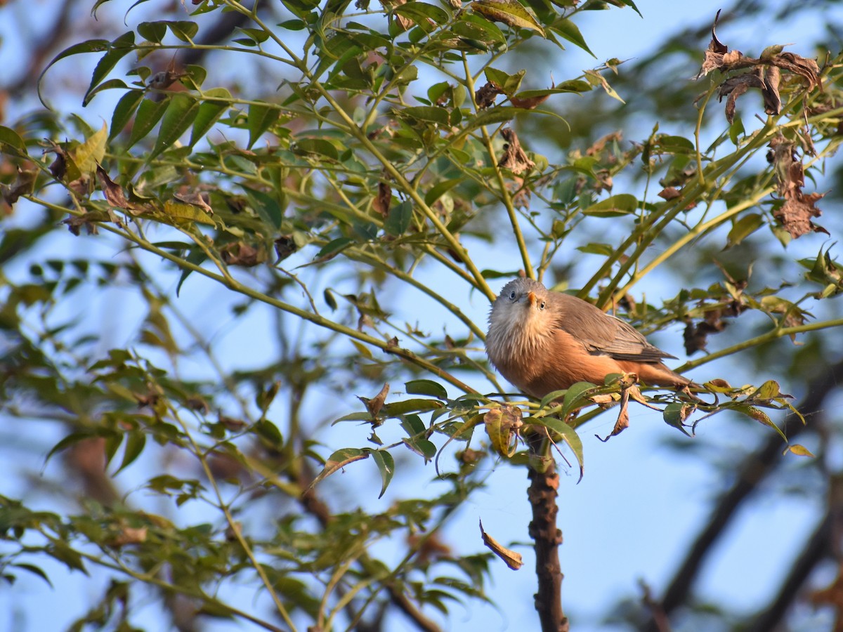 Chestnut-tailed Starling - ML284653321