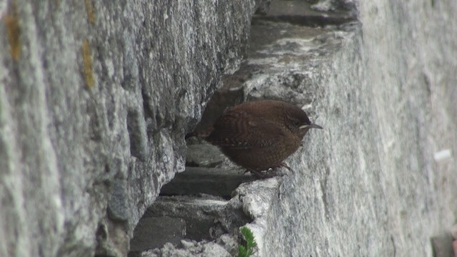 Eurasian Wren (Shetland) - ML284653571