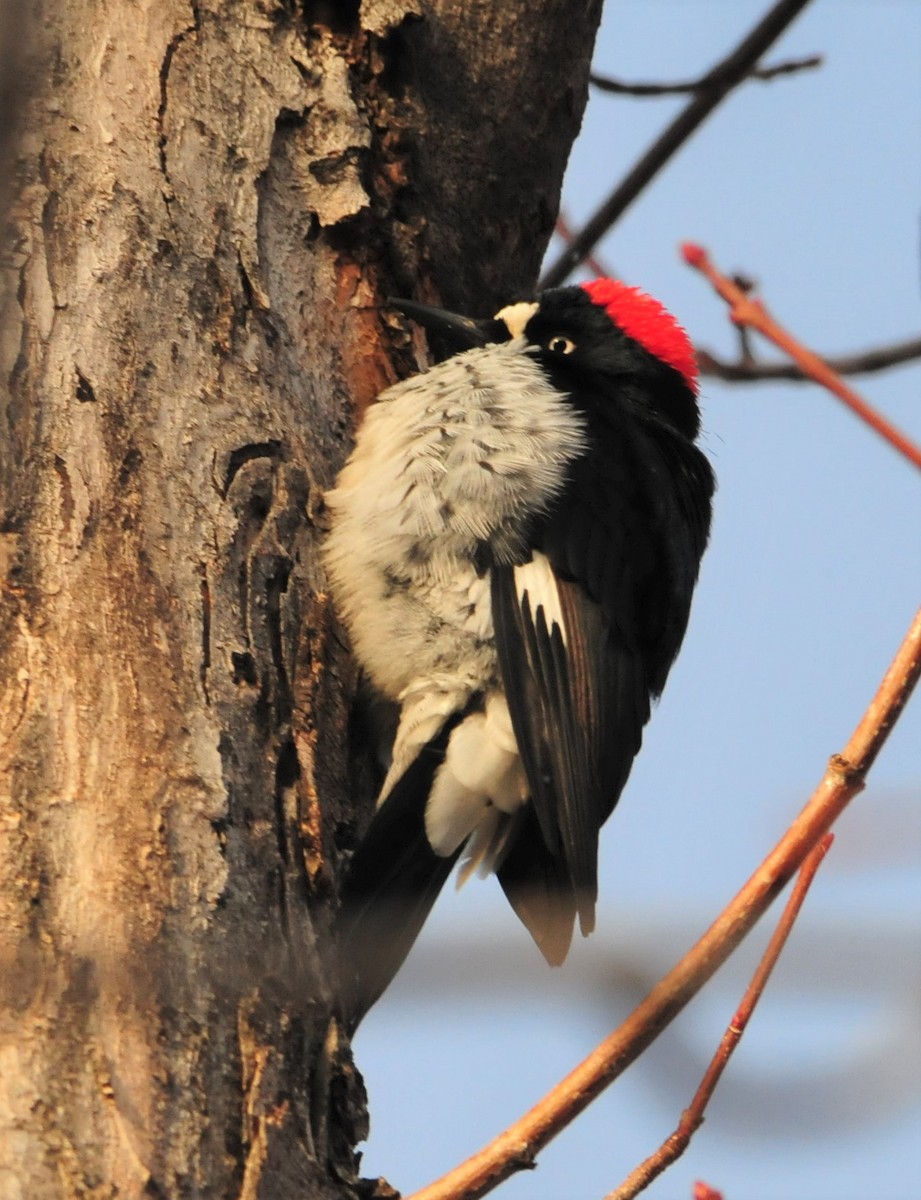 Acorn Woodpecker - ML284654241