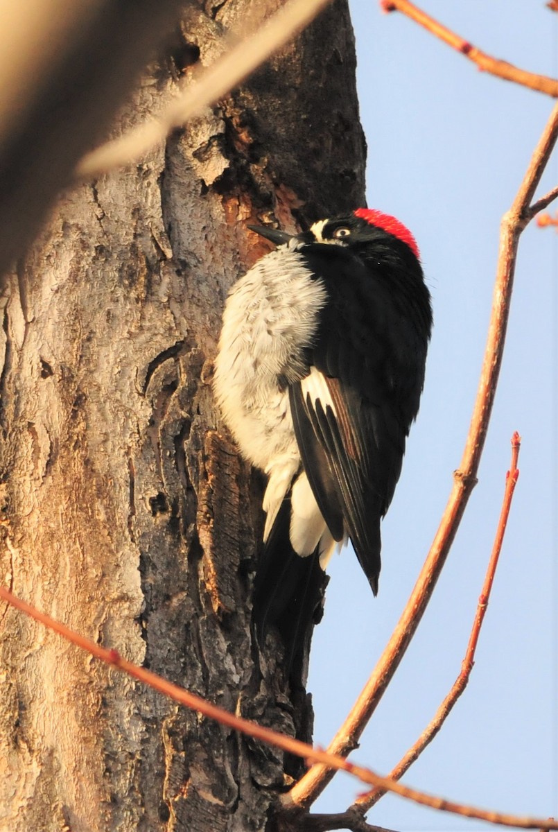 Acorn Woodpecker - ML284654251