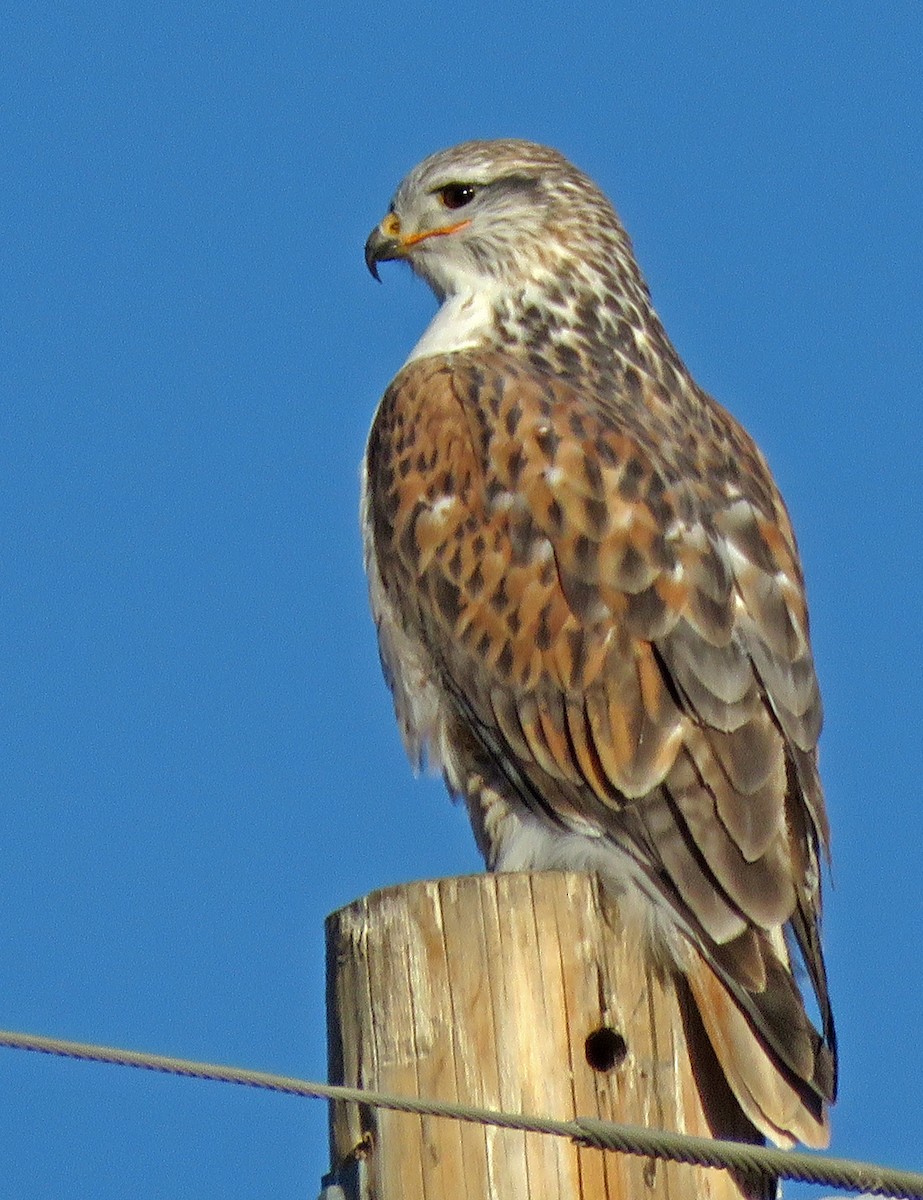 Ferruginous Hawk - Diane Drobka