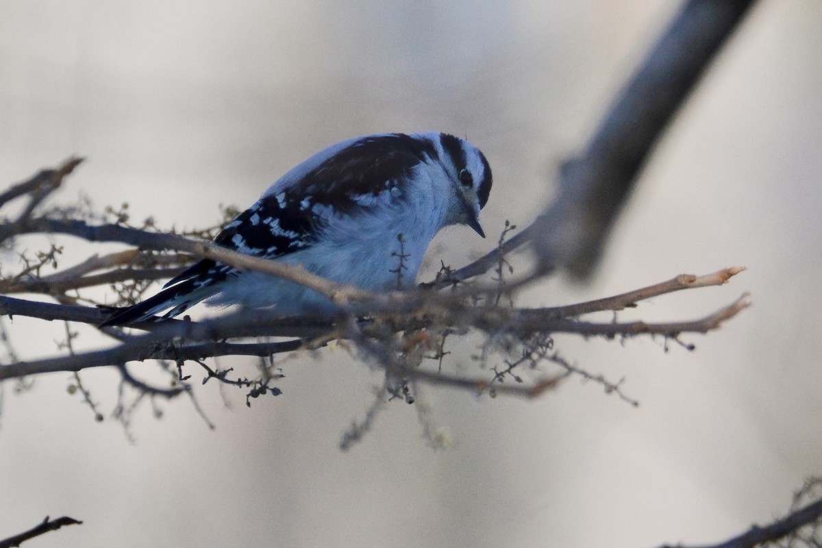 Downy Woodpecker - ML284655701