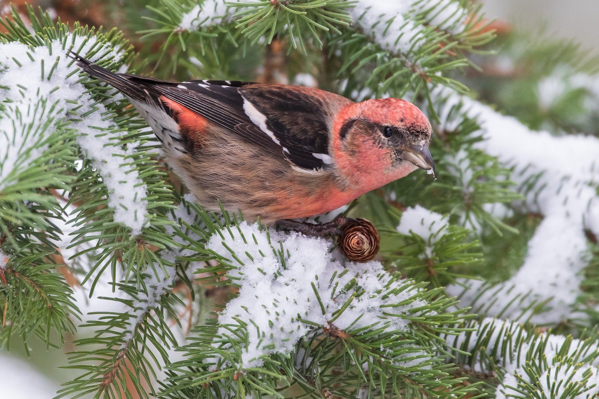 White-winged Crossbill - ML284656641