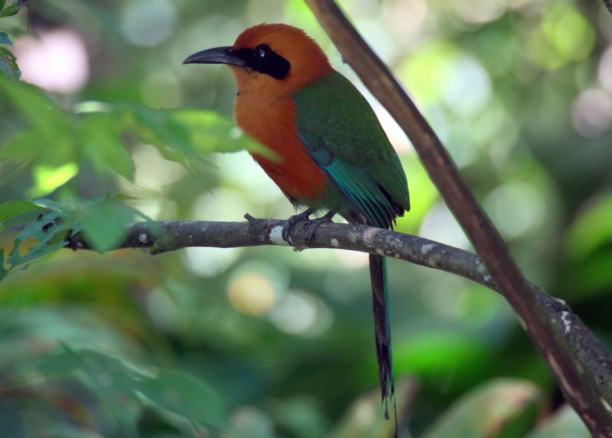 Zimtbrustmotmot - ML28465741