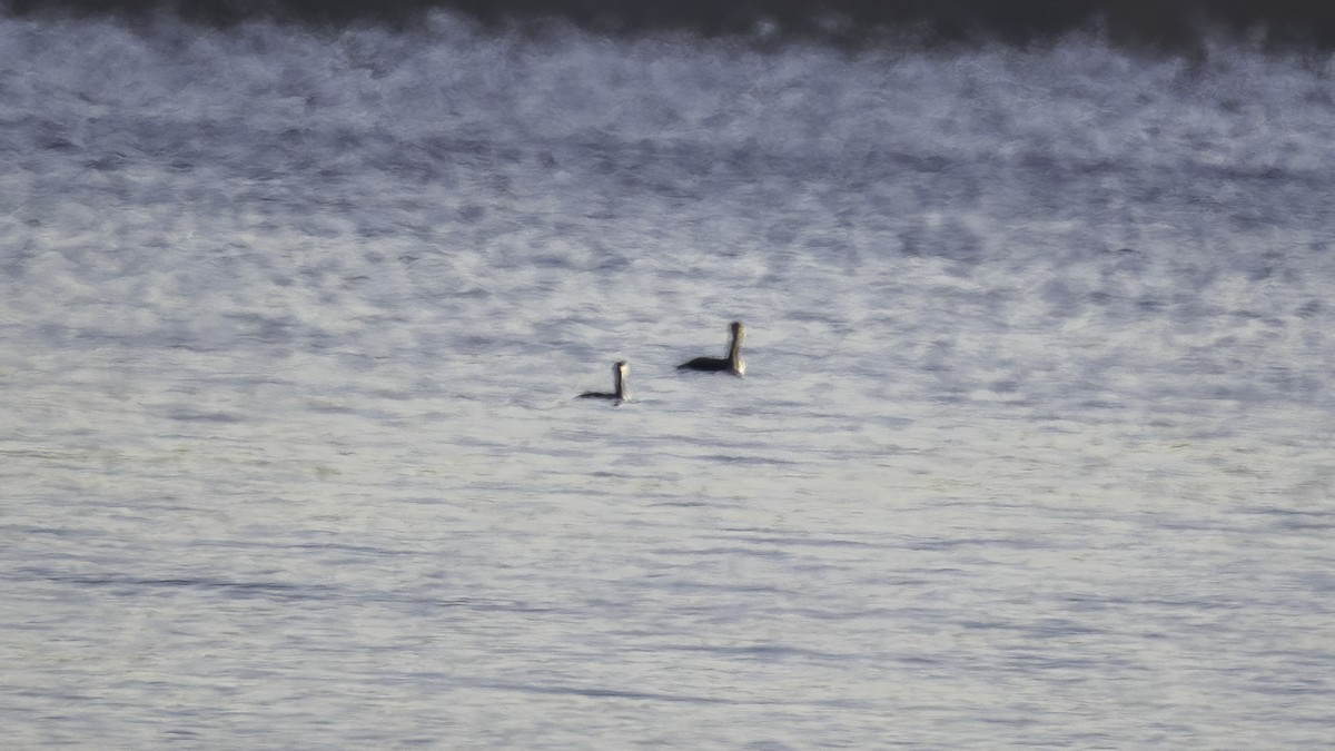 Red-necked Grebe - ML284657611