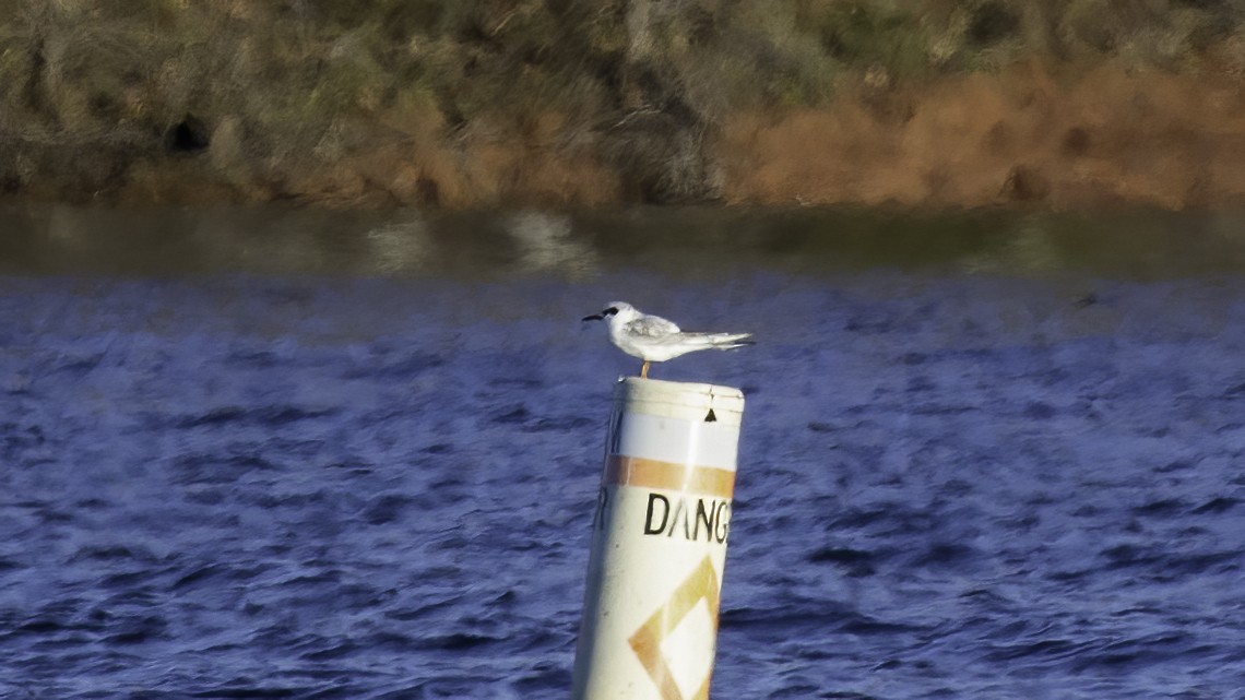 Forster's Tern - ML284658341