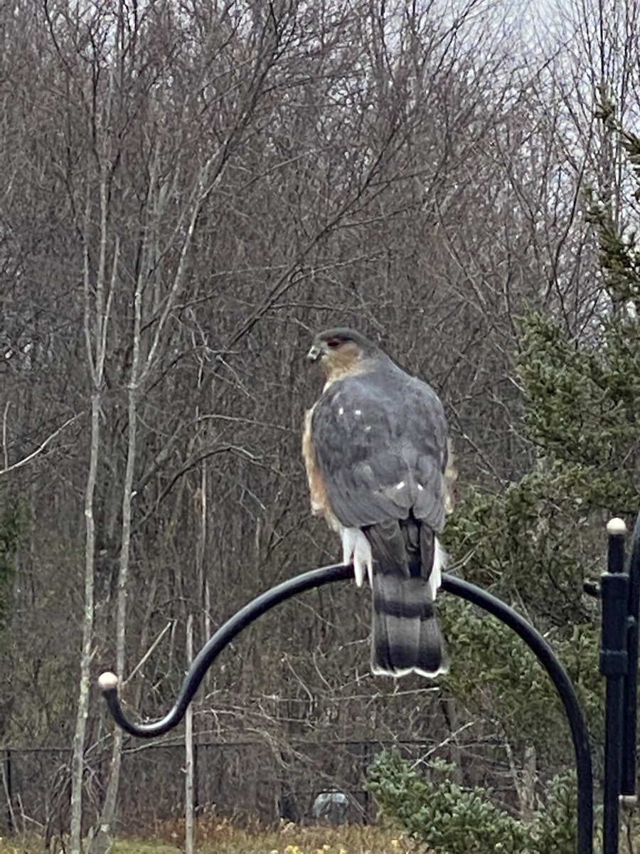 Sharp-shinned Hawk - ML284659081