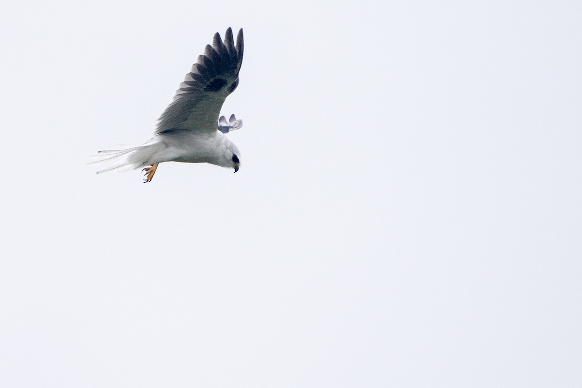 White-tailed Kite - ML284659451