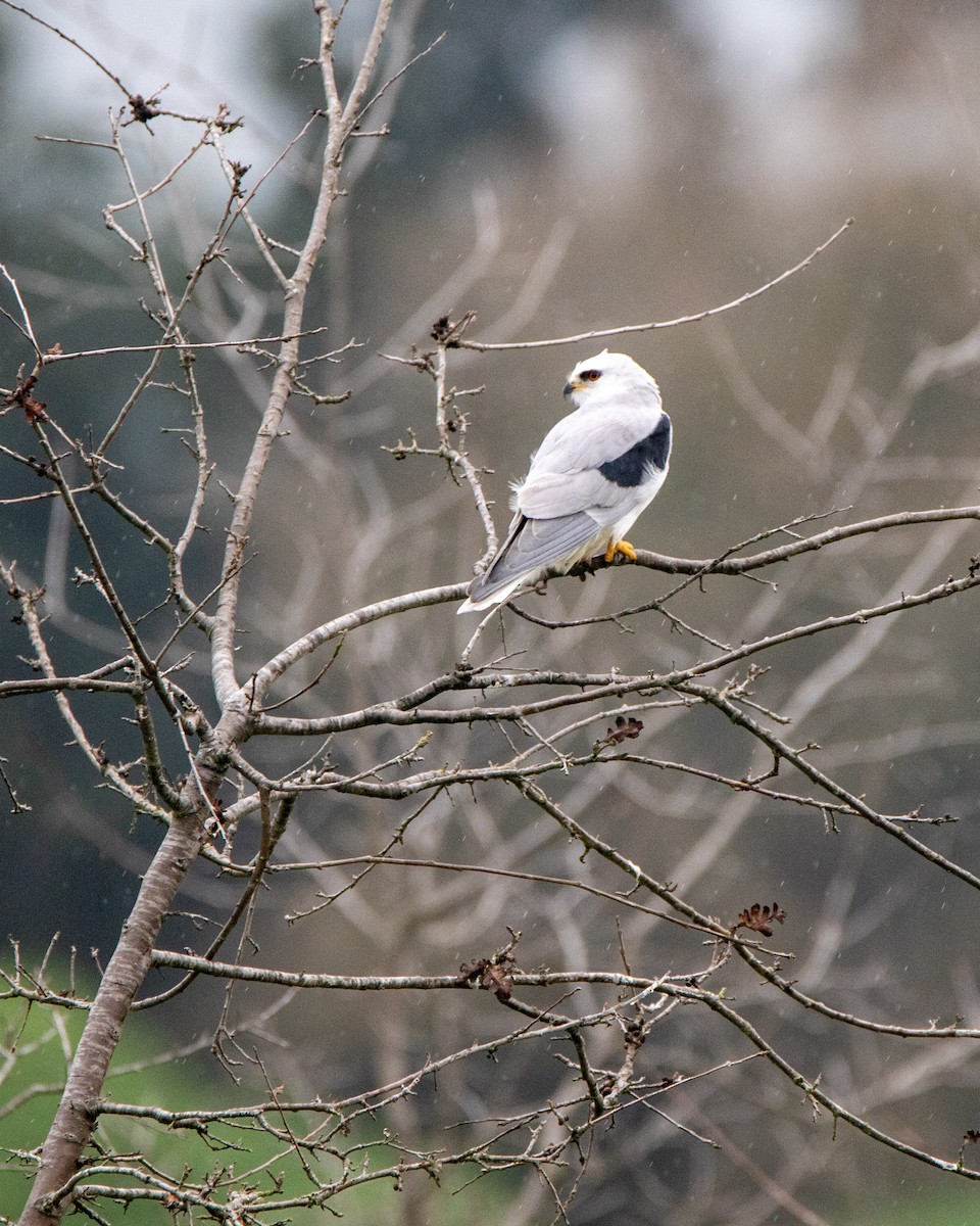 White-tailed Kite - ML284659521