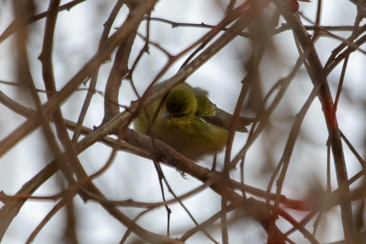 Tennessee Warbler - ML284660751