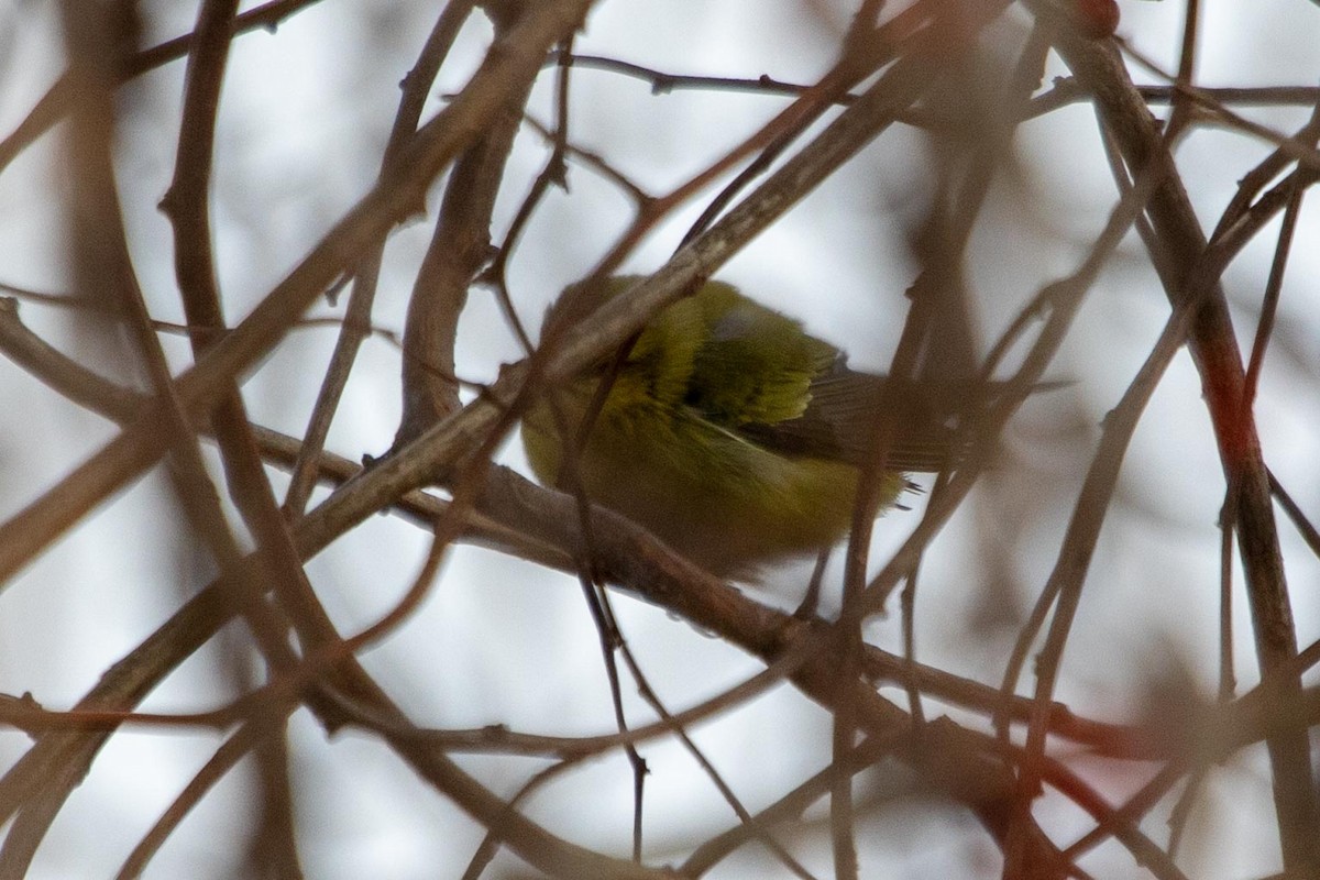 Tennessee Warbler - ML284660761