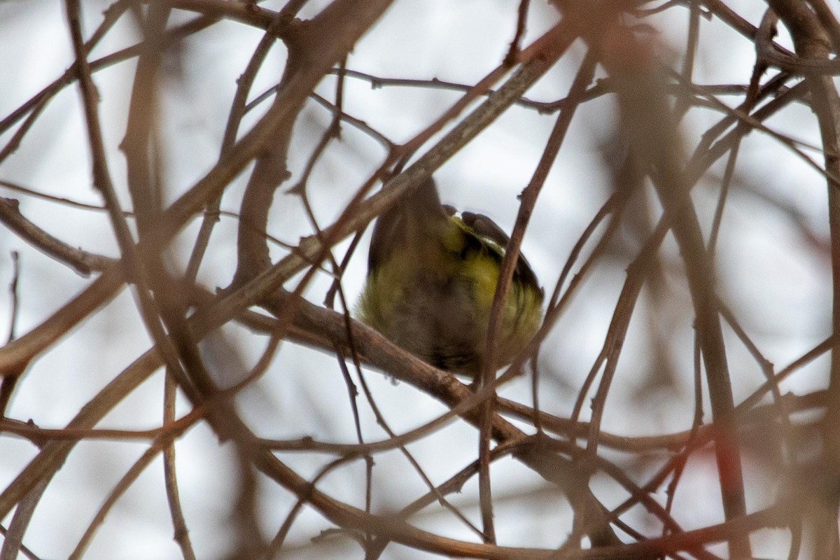 Tennessee Warbler - ML284660781