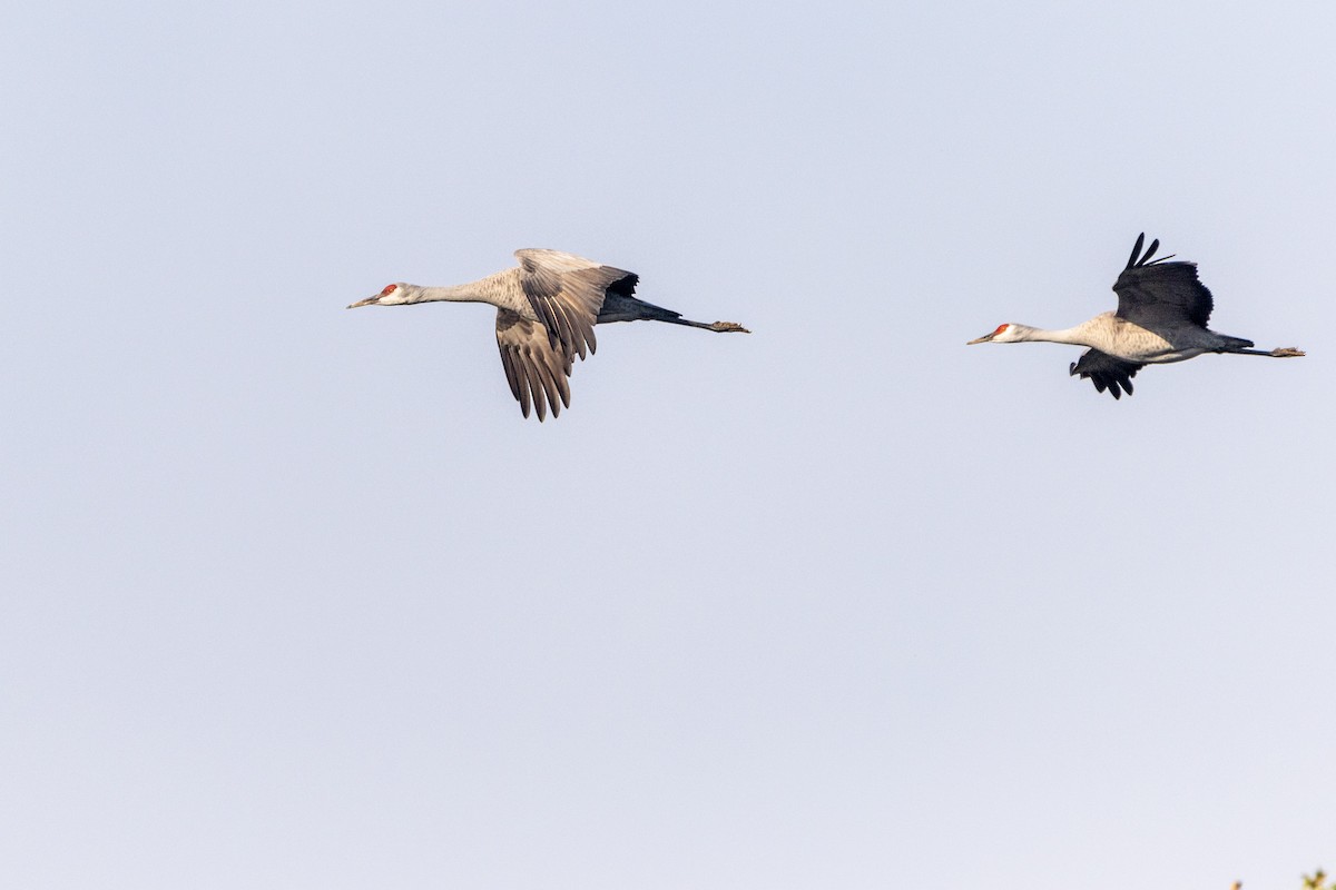 Sandhill Crane - Tim Ludwick