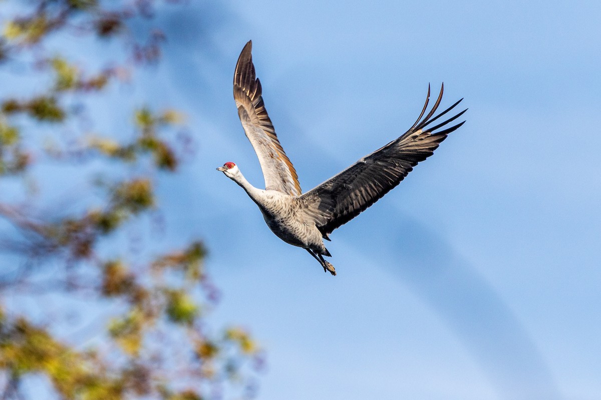 Sandhill Crane - Tim Ludwick