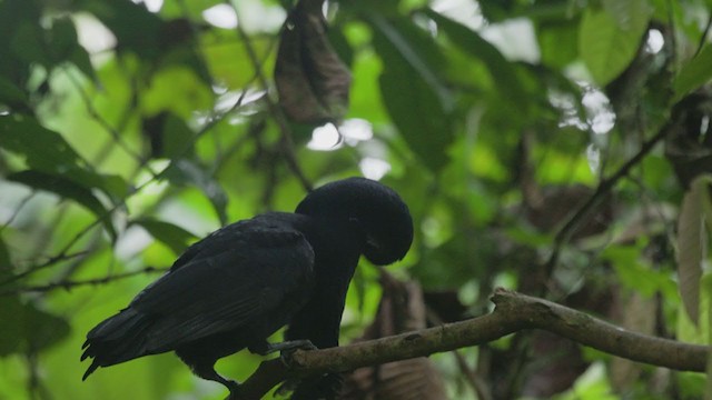 Эквадорская зонтичная птица - ML284662951