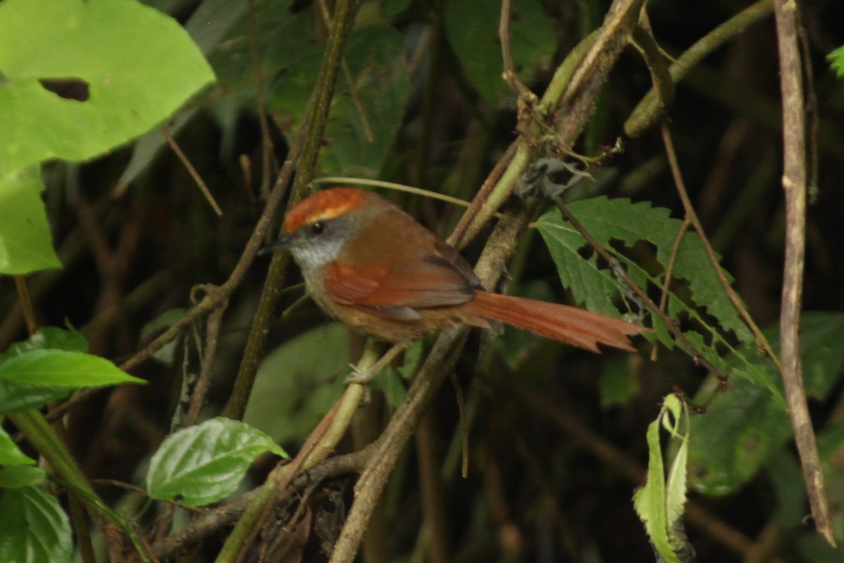 Rufous-capped Spinetail - ML284663851