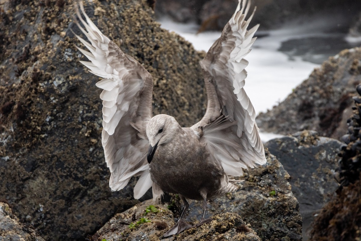 Glaucous-winged Gull - ML284664091