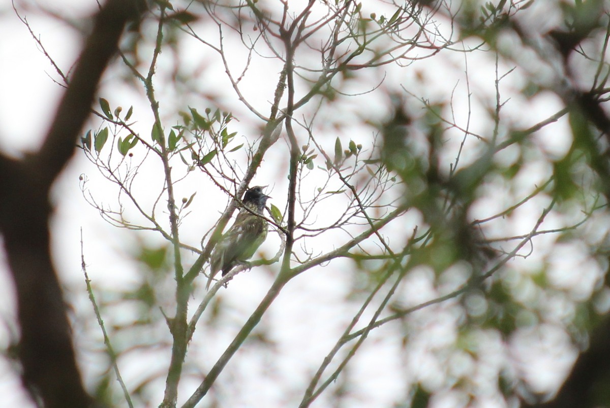 Bare-throated Bellbird - ML284664921