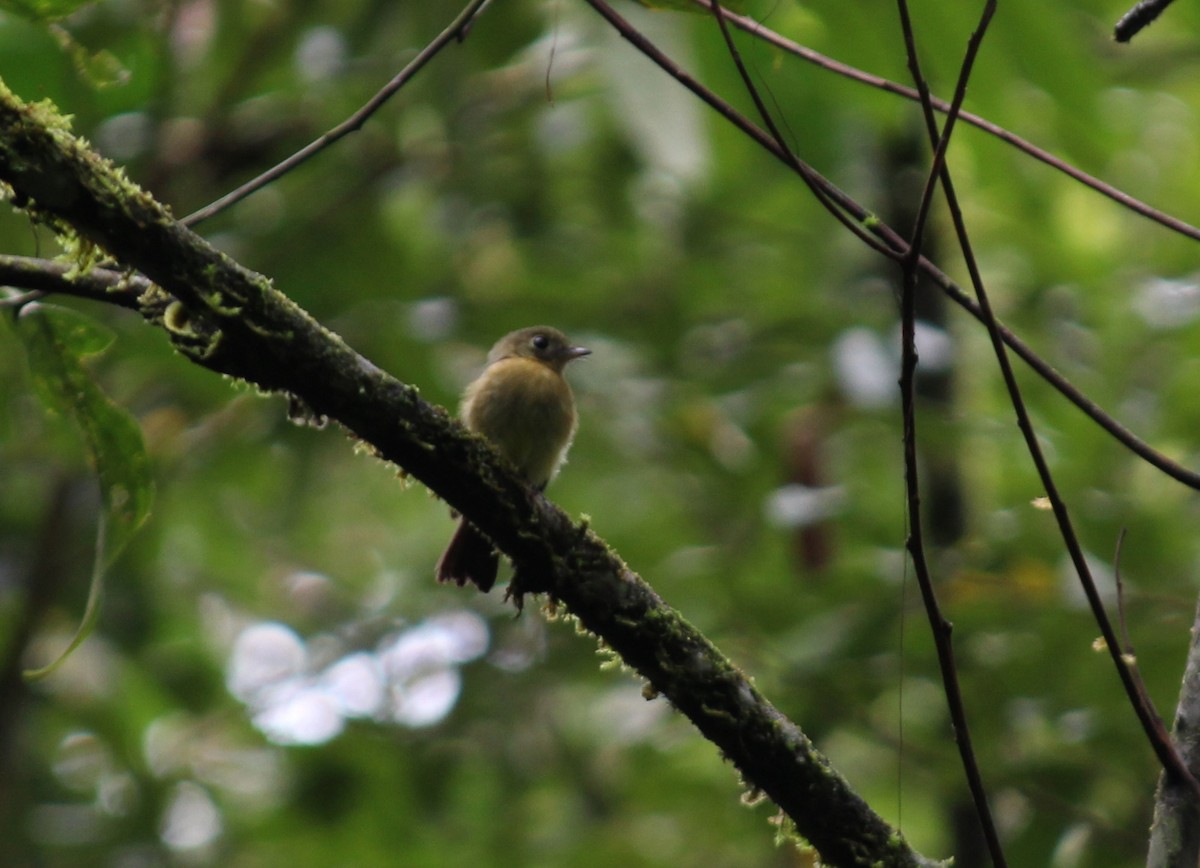 Whiskered Flycatcher - ML284665471