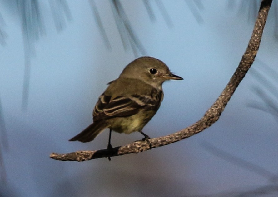 Gray Flycatcher - ML284666831