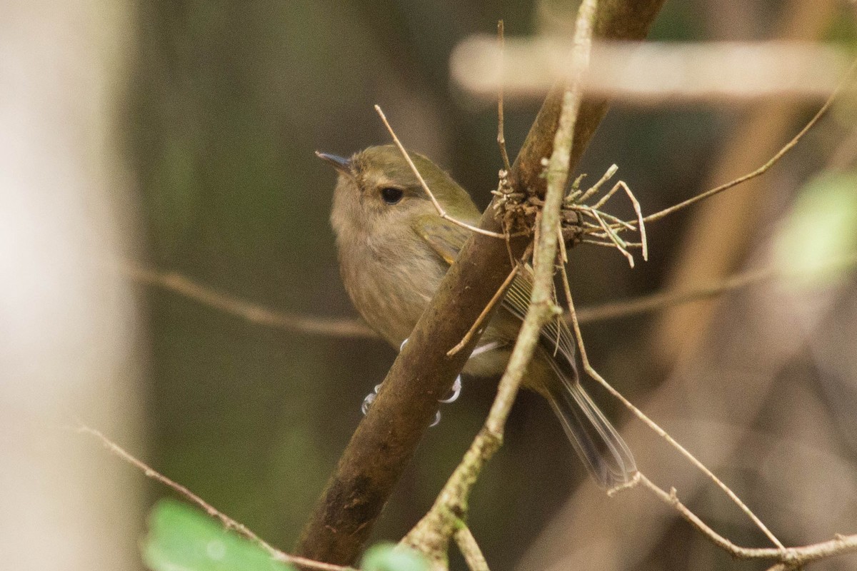 Brown-breasted Pygmy-Tyrant - ML284667731