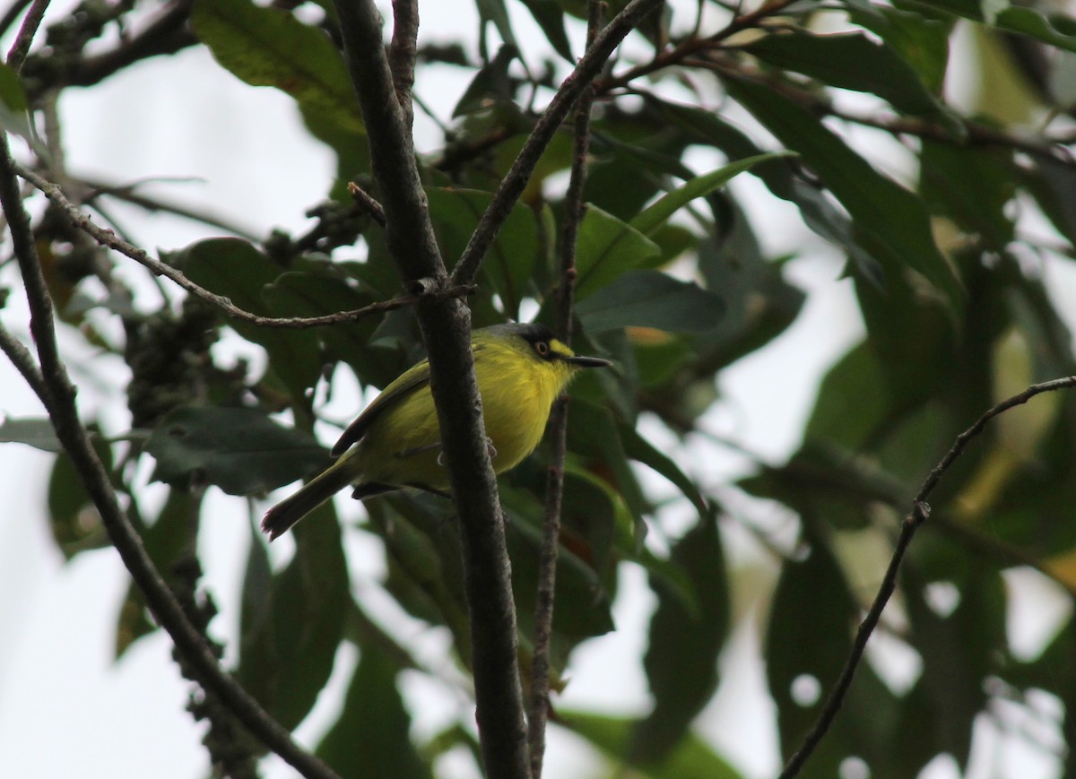 Gray-headed Tody-Flycatcher - ML284668101