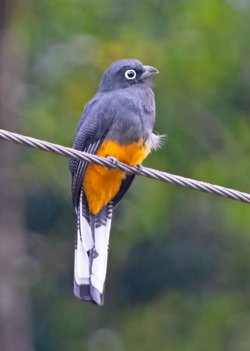 Ak Kuyruklu Trogon - ML284668721