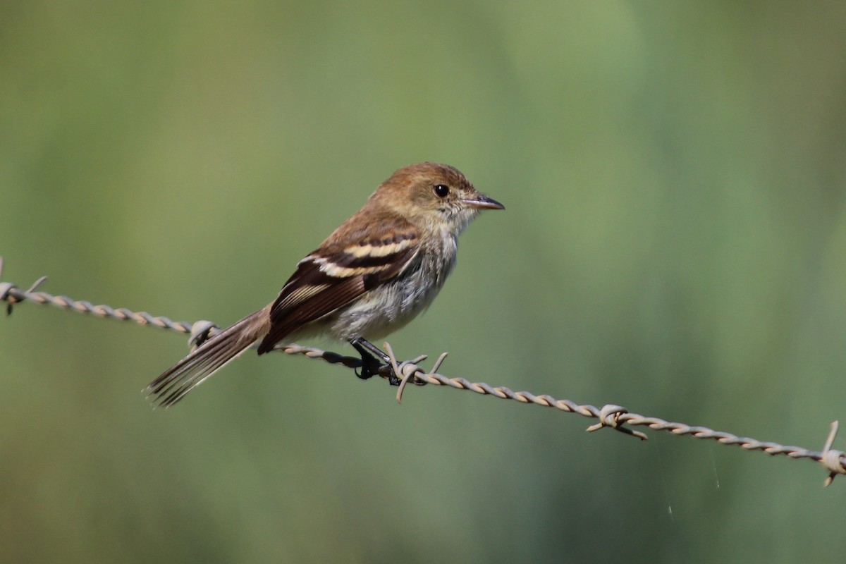 Bran-colored Flycatcher - ML284669801