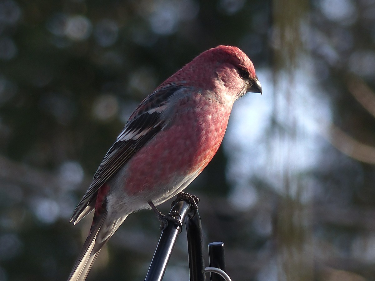 Pine Grosbeak - ML284670691