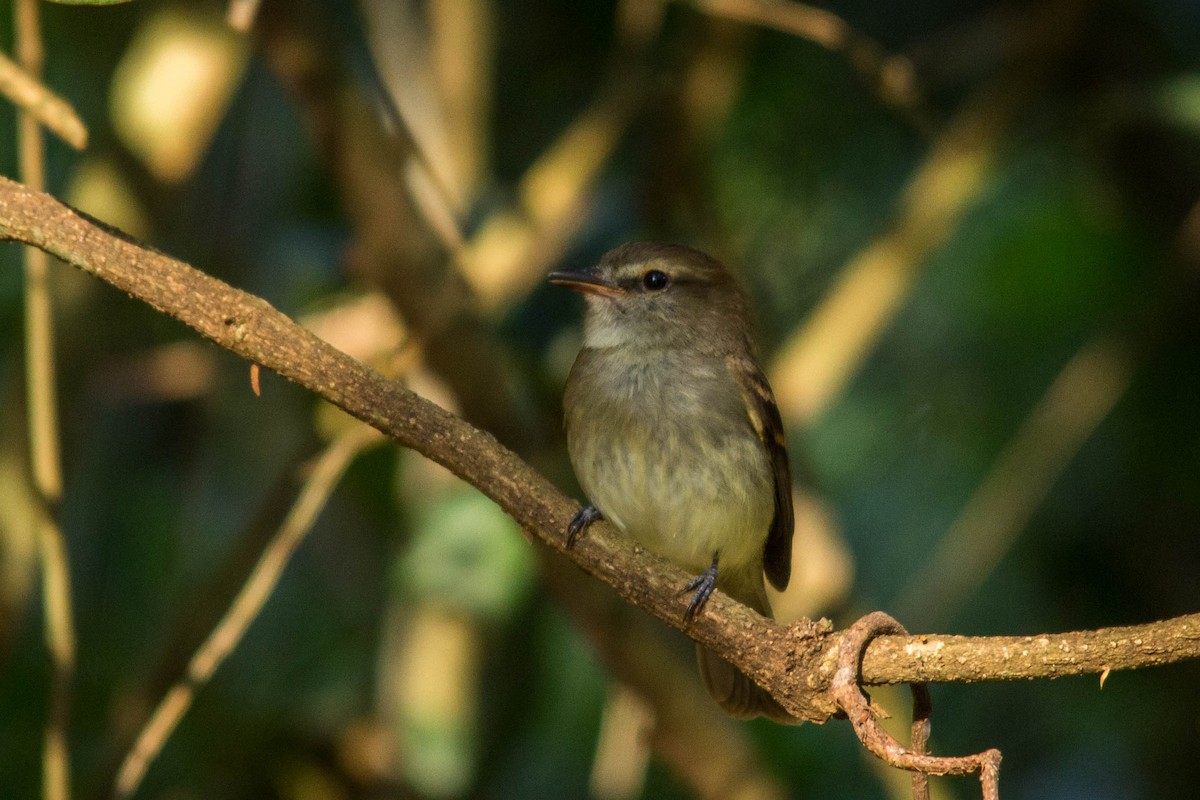 Fuscous Flycatcher - João Vitor Andriola