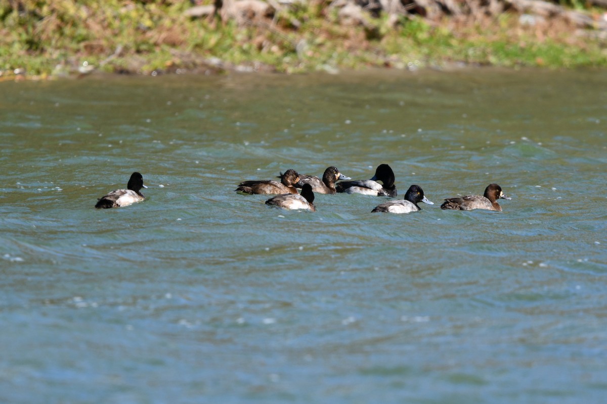 Lesser Scaup - ML284673501