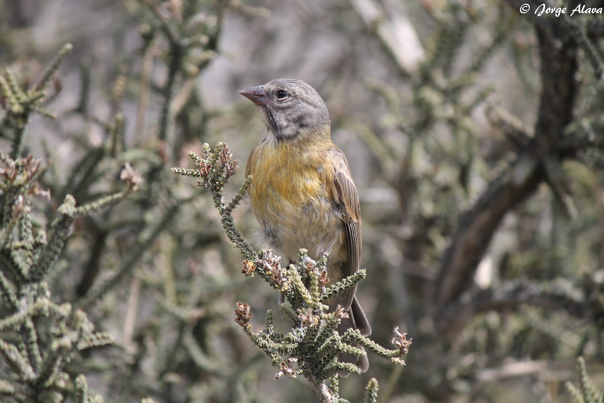 Gray-hooded Sierra Finch - ML284674941