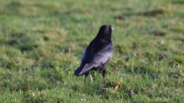 Carrion Crow - ML284675661